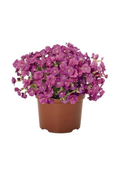 Квітуча Обрієта гібридна `Каскад Пінк`